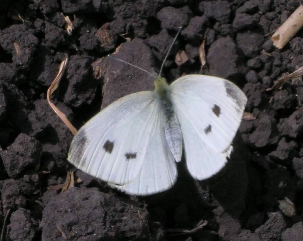 Imported cabbageworm adult